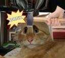 Discovery splash banner for Plethora of Discord Cat Memes Discord server