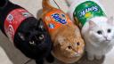 Discovery splash banner for ORANGE CAT Discord server