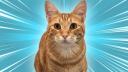 Discovery splash banner for Silly Linguine Cat Simulator Deluxe Online - Official Server Discord server