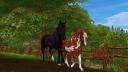 Discovery splash banner for Star Stable Online - Star Riders Discord server