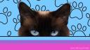 Discovery splash banner for Tom's Lounge with CATS Discord server