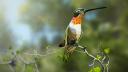 Discovery splash banner for Birding Simulator Discord server
