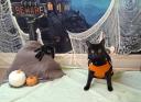 Discovery splash banner for r/blackcats Discord server