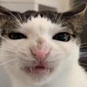 Discovery icon for cats being cats Discord server