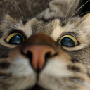 Discovery icon for .gg/catss ୨୧ cat sanctuary :3 Discord server