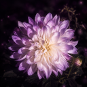 Discovery icon for D❦hlia Discord server