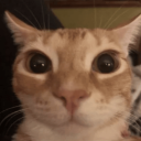Discovery icon for ORANGE CAT Discord server