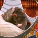 Discovery icon for Rat Ranch Discord server