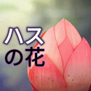 Discovery icon for Hasu No Hana 🪷(ハスの花) | Mudae ○ Karuta ○ Games Discord server