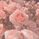 Discovery icon for 🌸 rosey ❀˖° | social ⋆ free tag ⋆ gwys Discord server