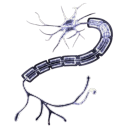 Discovery icon for SoraSysᶜʰᵒʳᵈᵃᵗᵃ Discord server