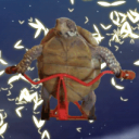 Discovery icon for veequeue's Turtle Empire 🐢 Discord server